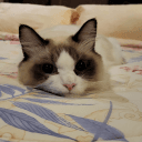 Nondhsya