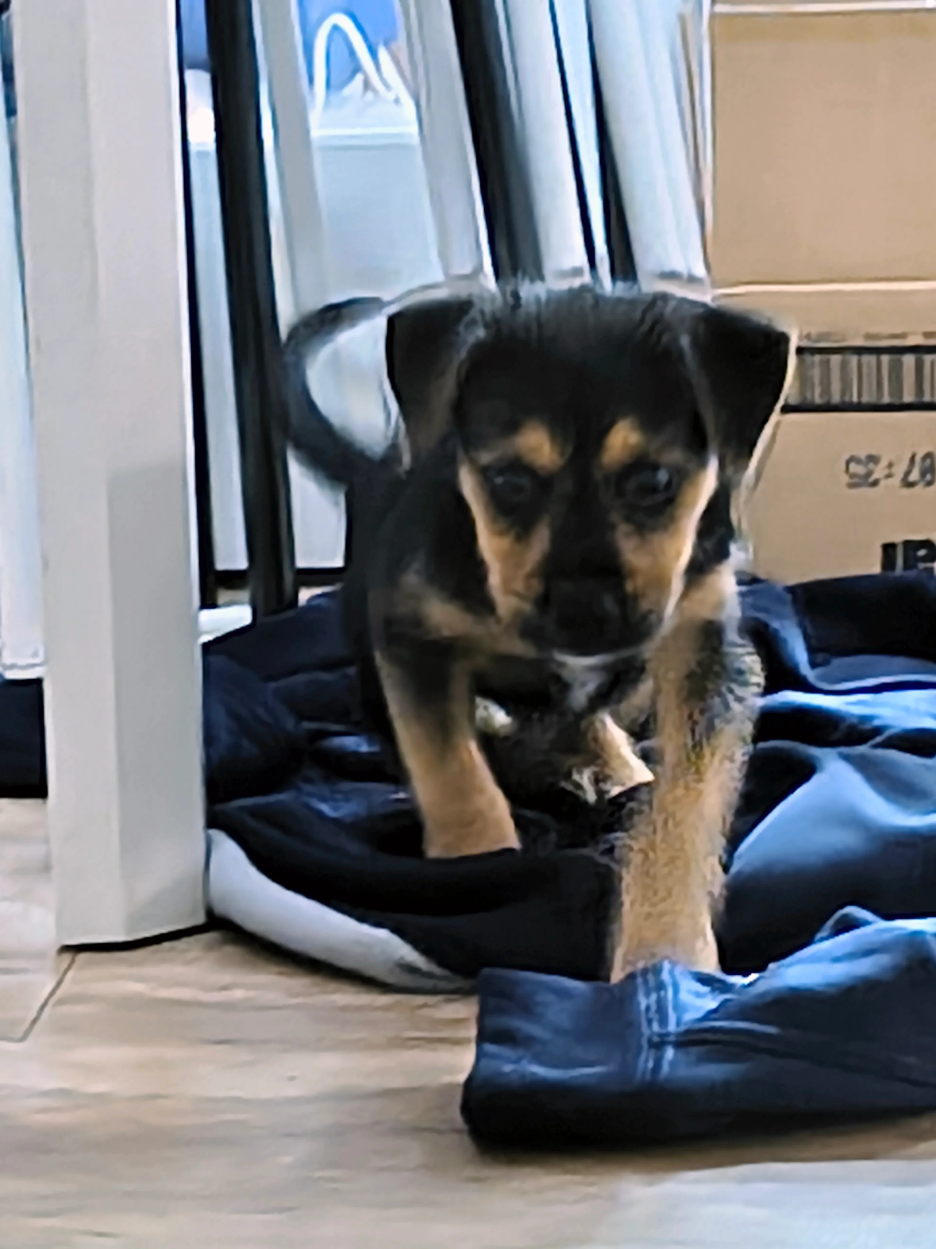 Image 3 of 3 attached to "Puppy pt2"
