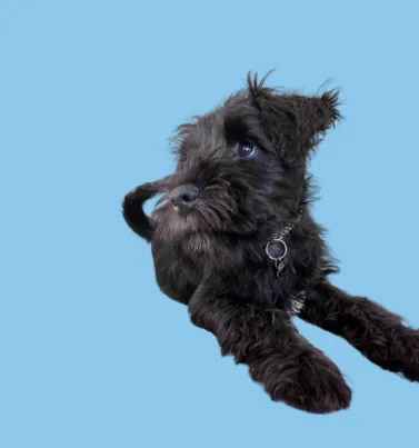 Image 1 of 1 attached to "my lil puppy!"