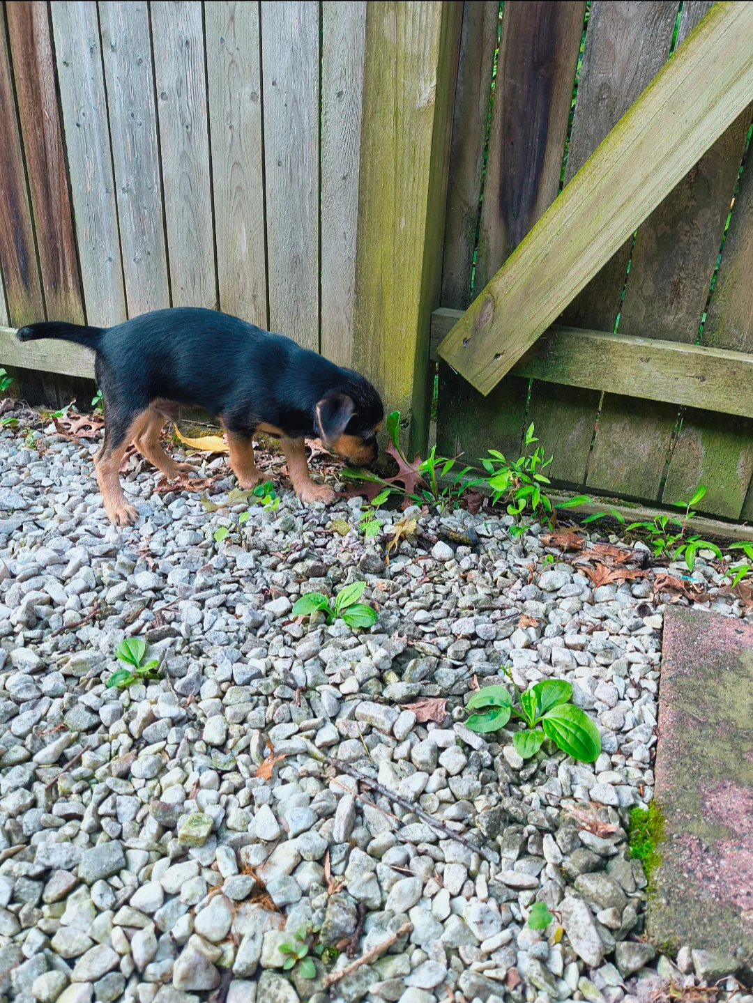 Image 1 of 1 attached to "Puppy"