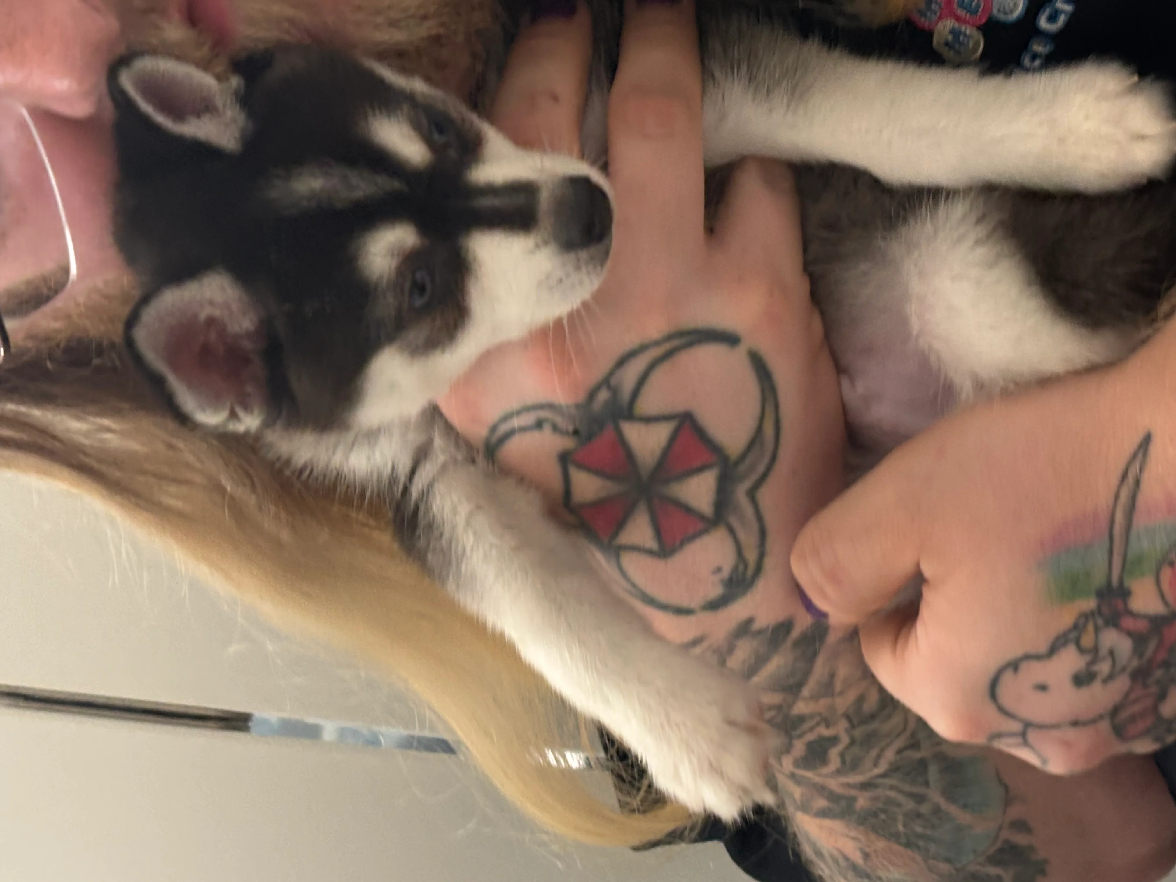 Image 1 of 3 attached to "Puppy therapy"