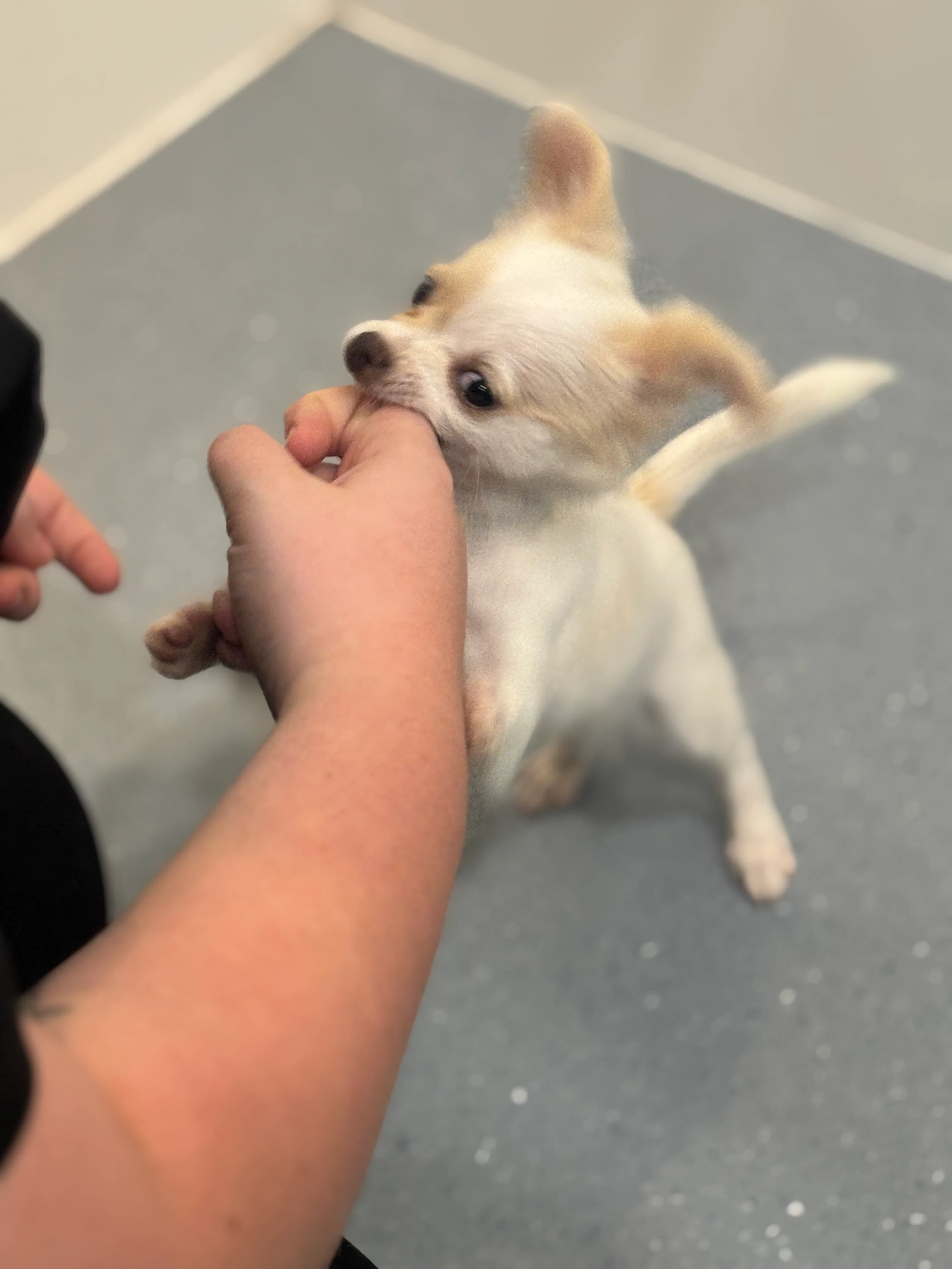 Image 1 of 5 attached to "Emotional support"