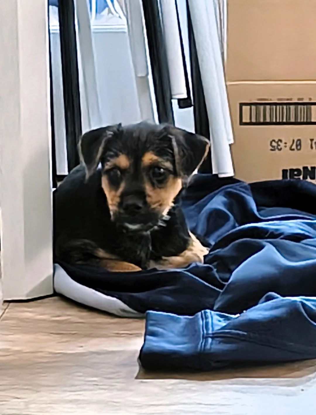 Image 2 of 3 attached to "Puppy pt2"