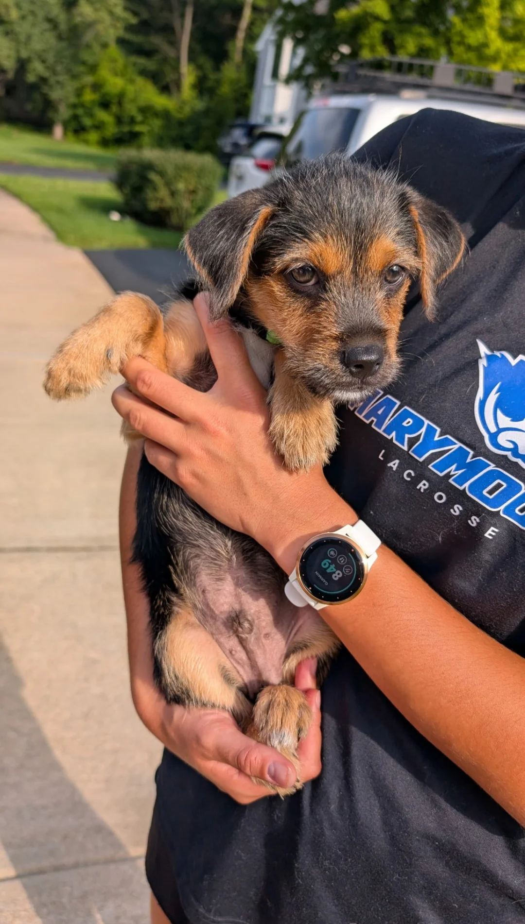 Image 4 of 4 attached to "Bandit the foster"