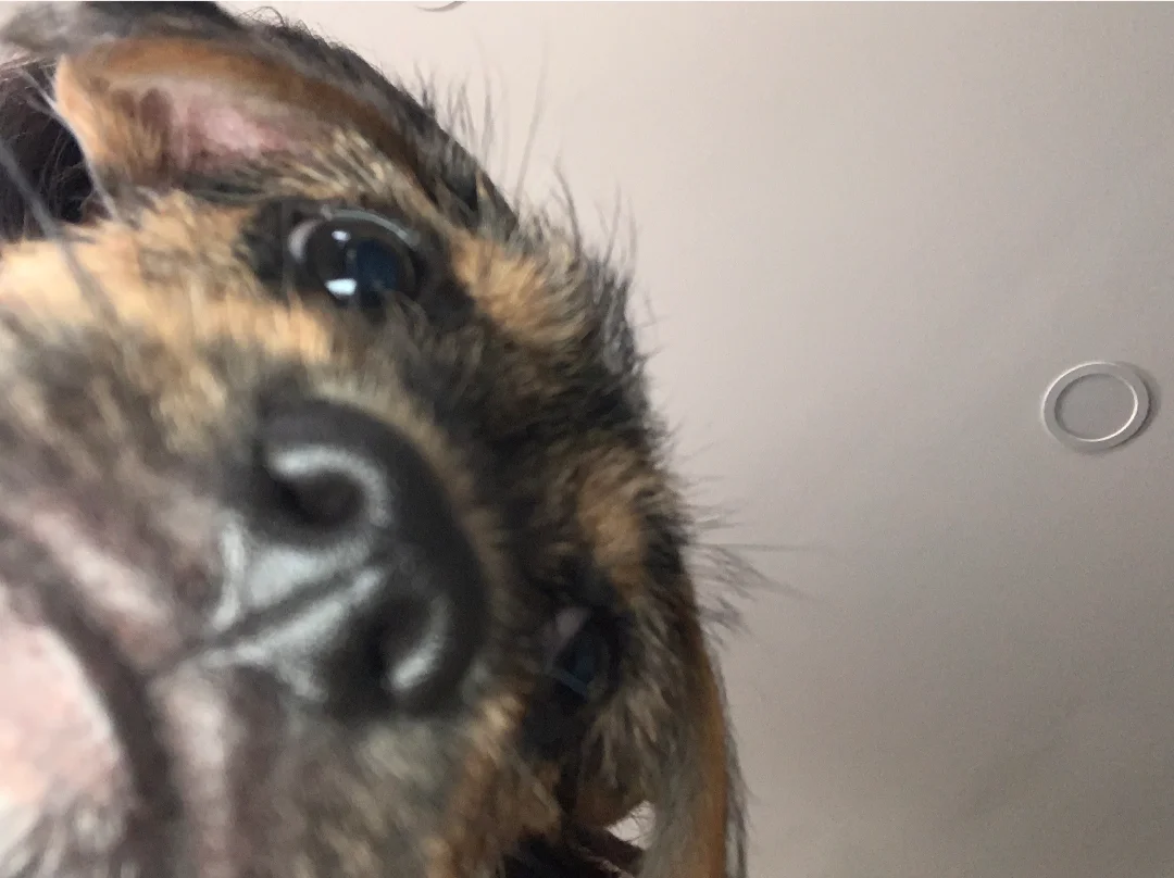 Image 2 of 4 attached to "Bandit the foster"