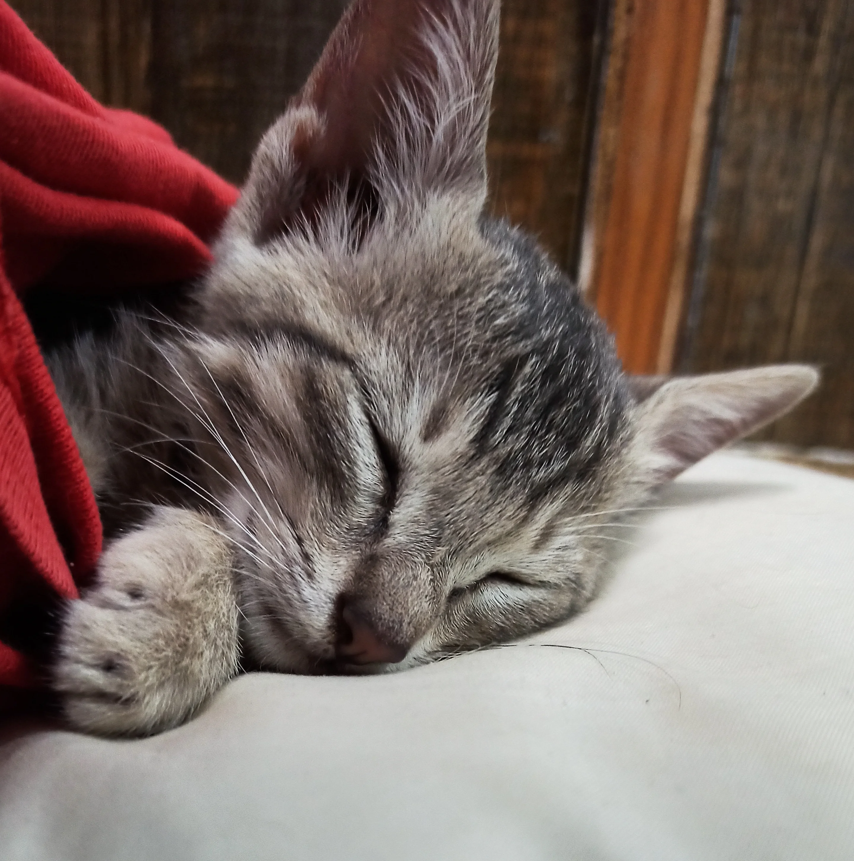 Image 1 of 4 attached to "Sleeping abomination 💤"