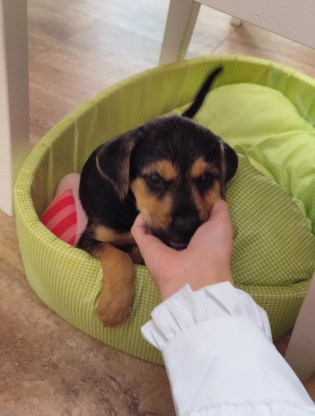 Image 1 of 4 attached to "Bandit the foster"