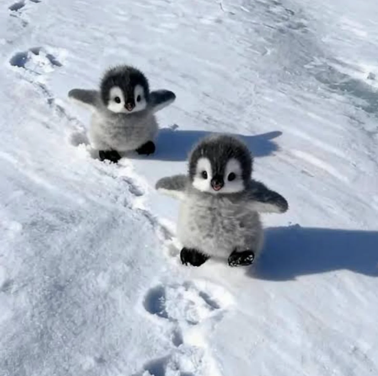 Image attached to a reply by snow