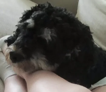 Image 1 of 1 attached to "my dog"