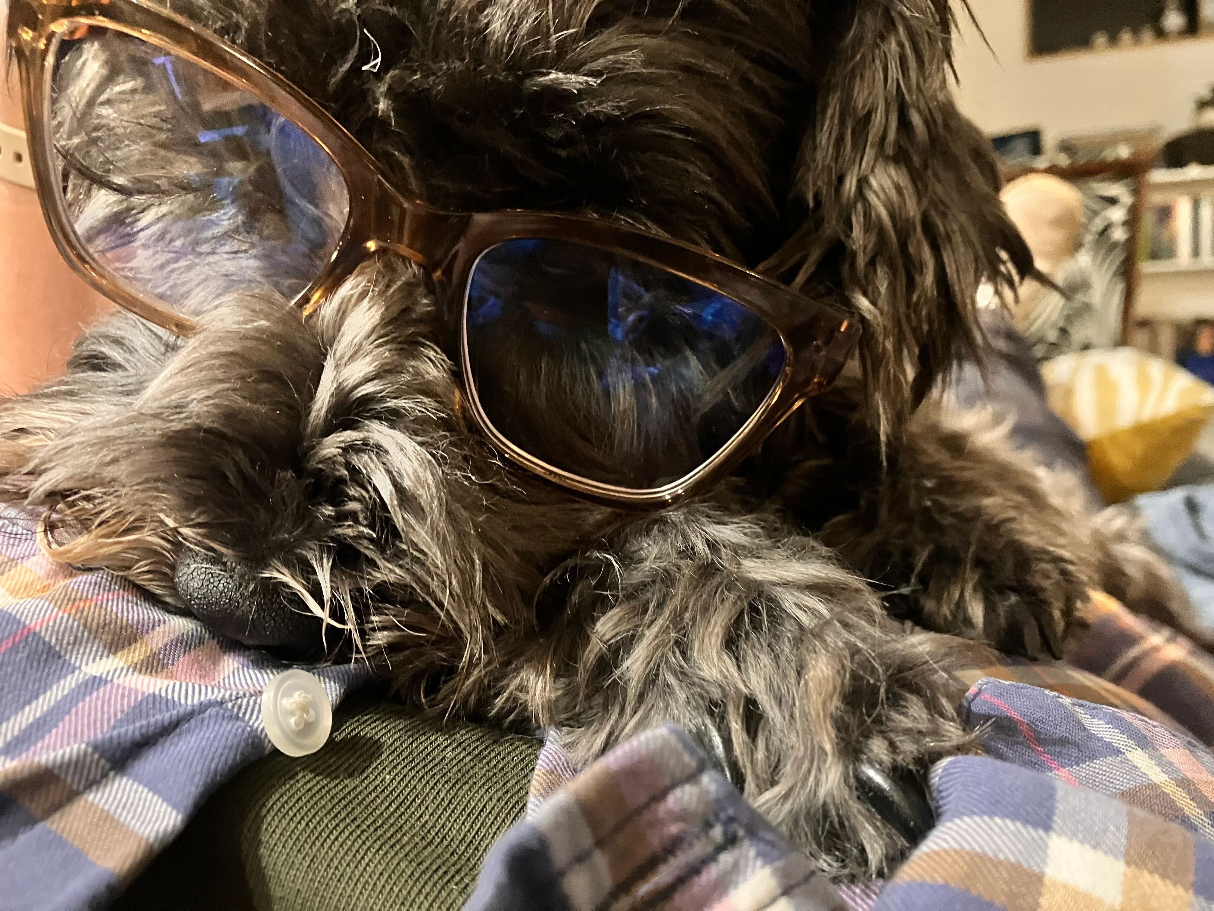 Image 1 of 2 attached to "1/3 of my dogs"