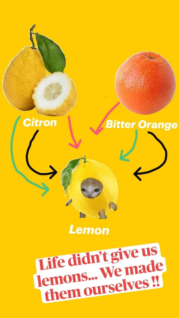 Image 1 of 1 attached to "Life didn't give us lemons!!"